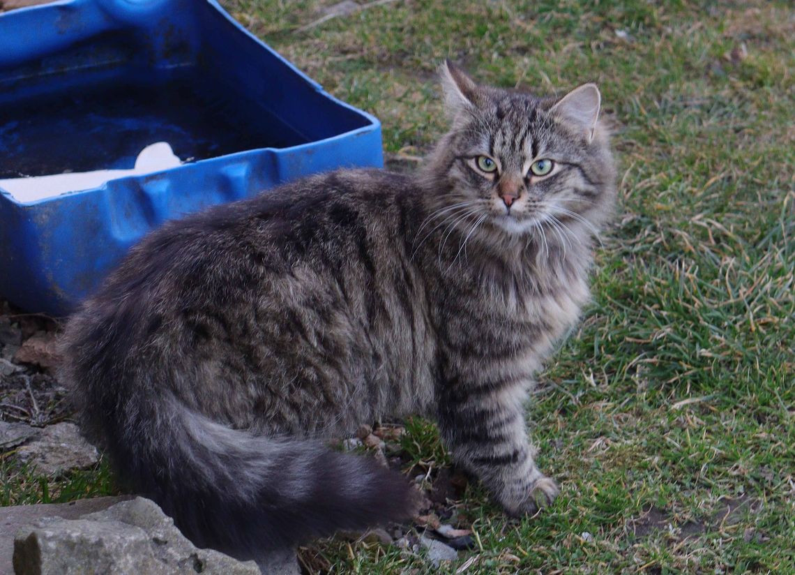 Cztery buraski pilnie potrzebują pomocy. Fundacja apeluje o domy tymczasowe i stałe