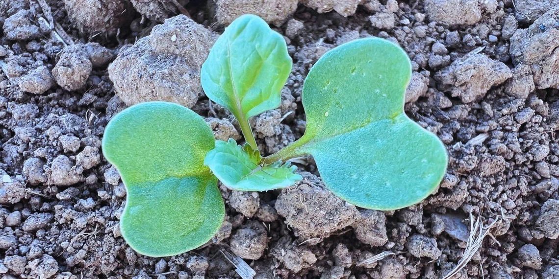 Czym jesienią dokarmiać rzepak? Czym jesienią dokarmiać rzepak?