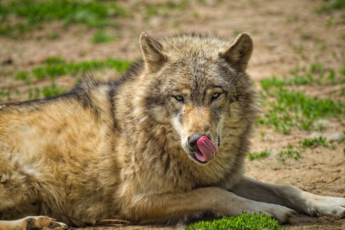 ? Dwa wilki odstrzelone w okolicach Brzozowa. Teraz będą poddane badaniom