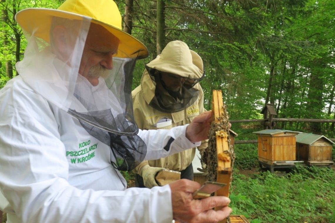 Dzień Pszczół w "lesie pszczelarskim". Uczestnicy zasadzili krzewy miododajne