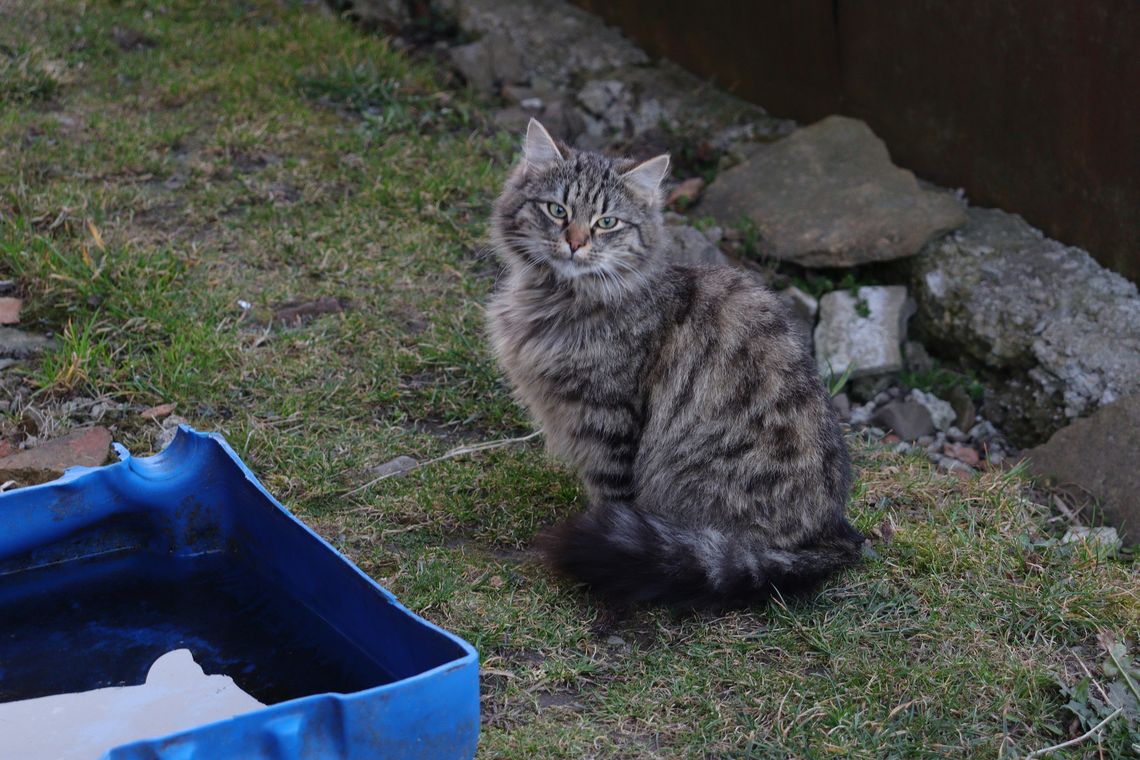 Fundacja Pasjonauci tłumaczy, dlaczego kot niewychodzący to bezpieczniejszy kot Fundacja Pasjonauci tłumaczy, dlaczego kot niewychodzący to bezpieczniejszy kot