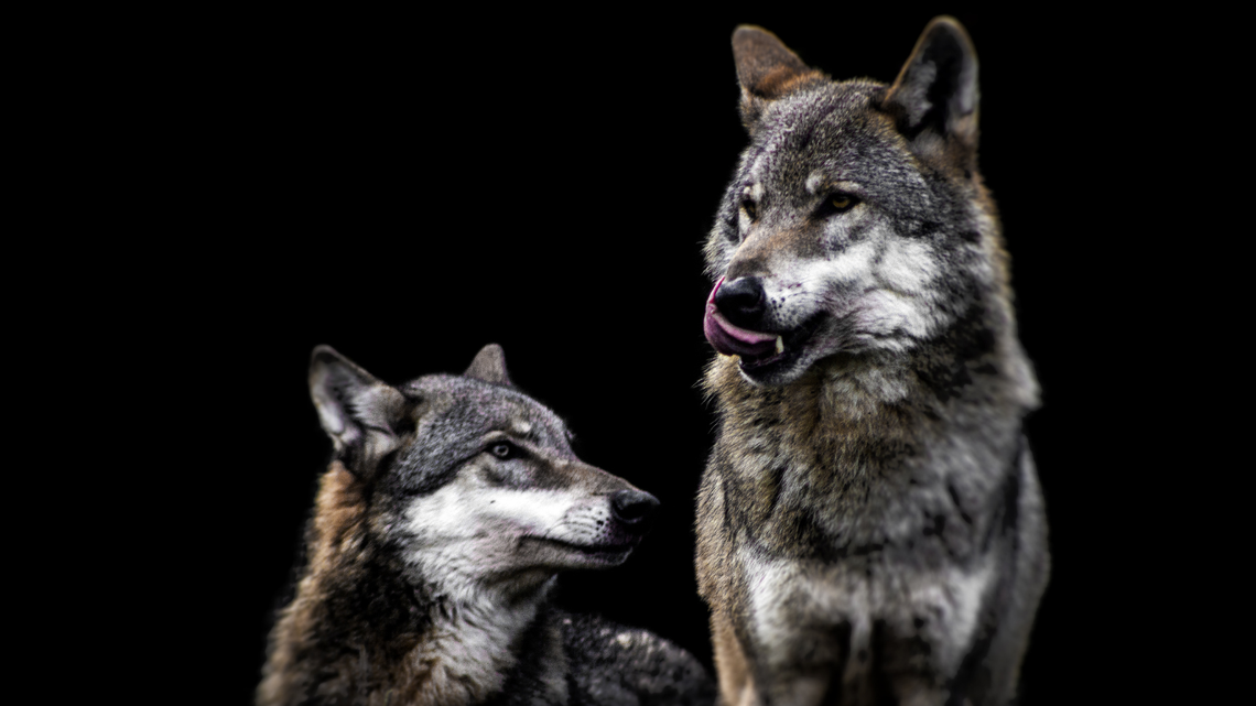 Gmina Nowy Żmigród ma zgodę GDOŚ na odstrzał dwóch wilków