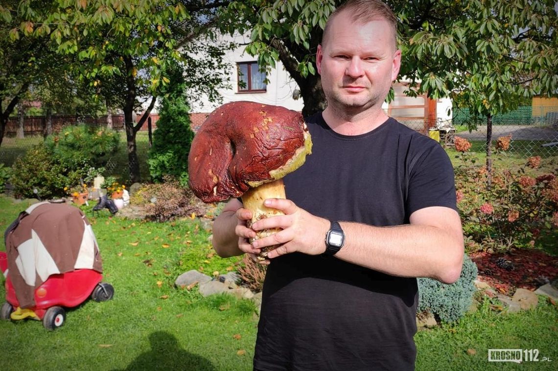 Grzyby giganty w podkrośnieńskich lasach