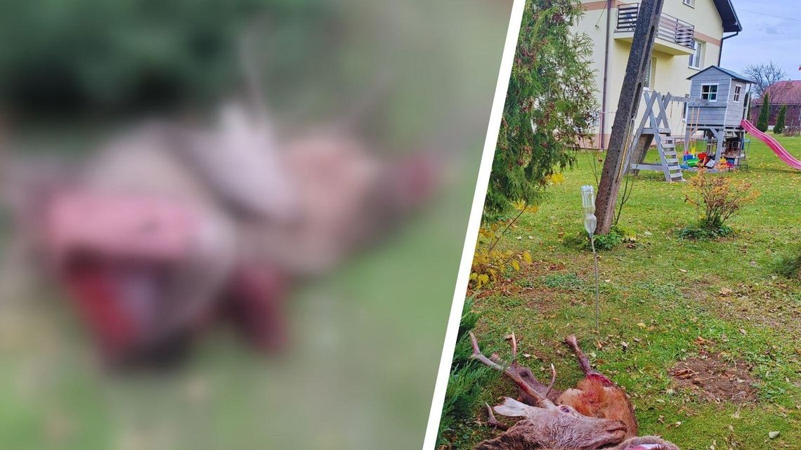 Iwla. Martwy jeleń znaleziony pomiędzy domami: "Wygląda na atak wilków"