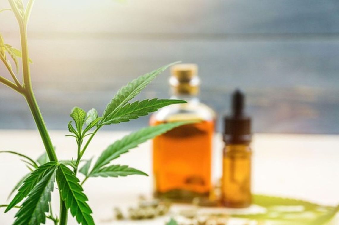 Jak powstaje dobry olejek konopny? Droga od uprawy do butelki