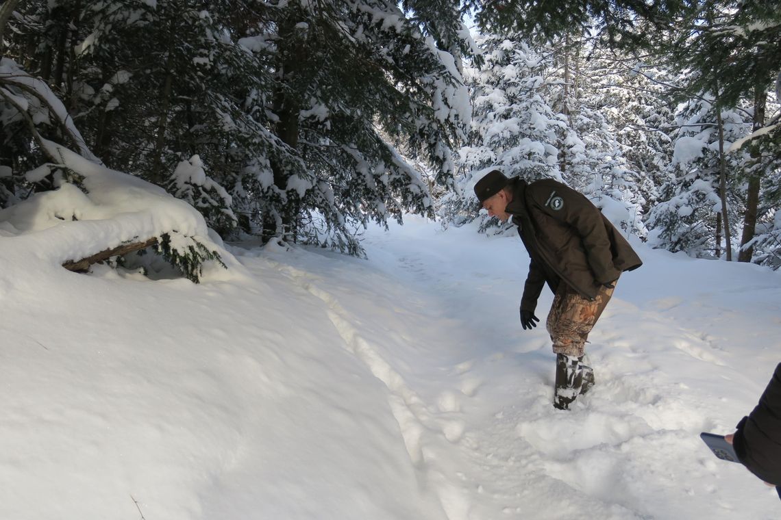 Jak tropić rysie? Uczyli się tego leśnicy z terenu RDLP w Krośnie
