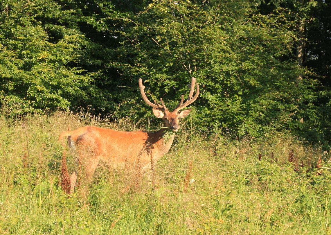 Jelenie wycierają poroża. Widok może niepokoić, ale jest całkowicie naturalny