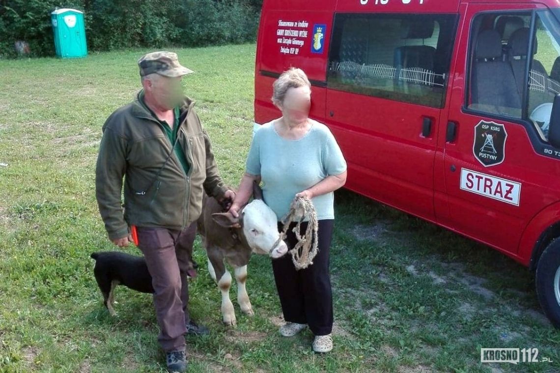 Kilkumiesięczny cielak zaginął. Z pomocą ruszyli strażacy i psy myśliwskie