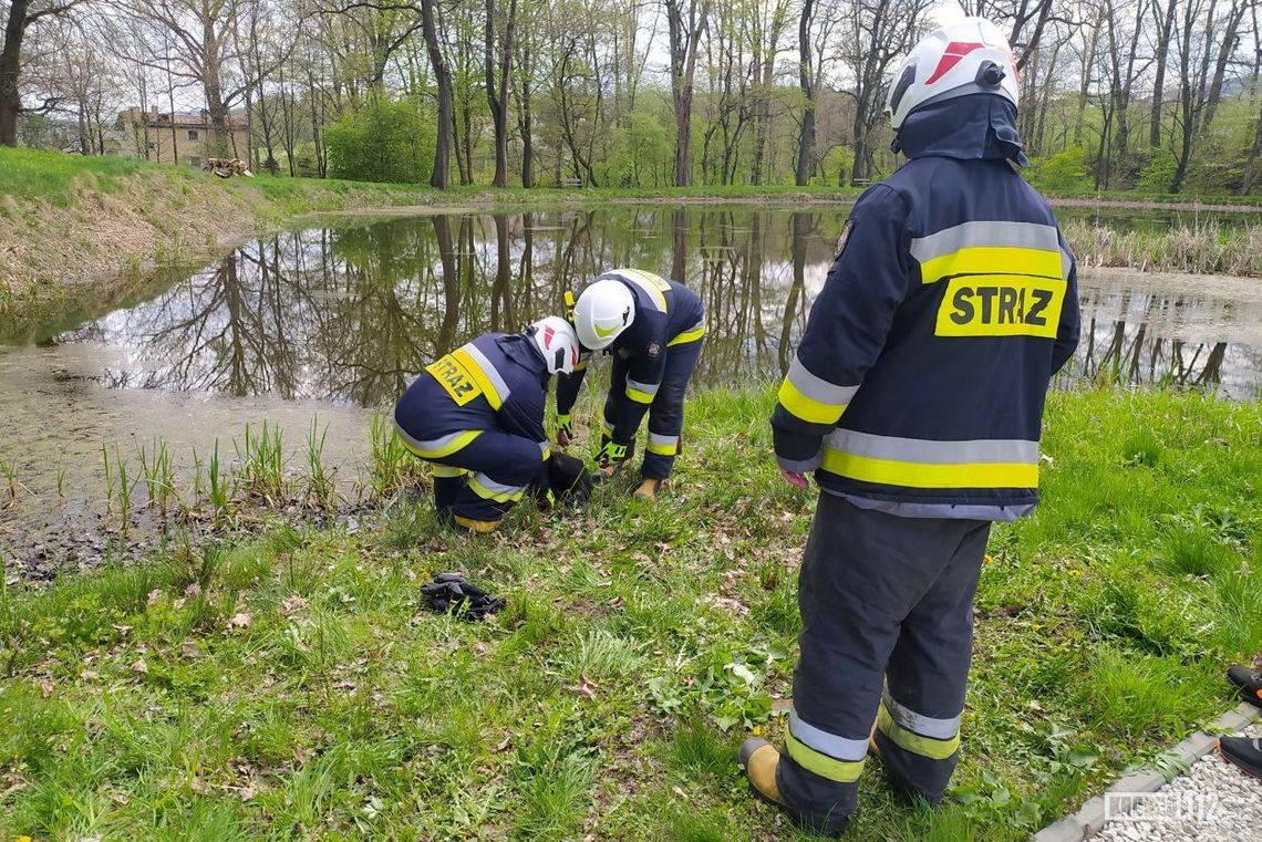 Klimkówka. Pies tonął w stawie