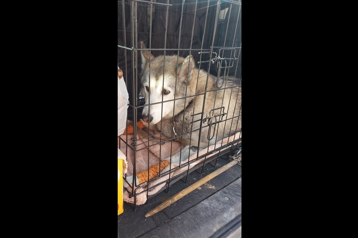 Kobieta, która ciągnęła psa za samochodem usłyszała zarzuty i trafiła do aresztu