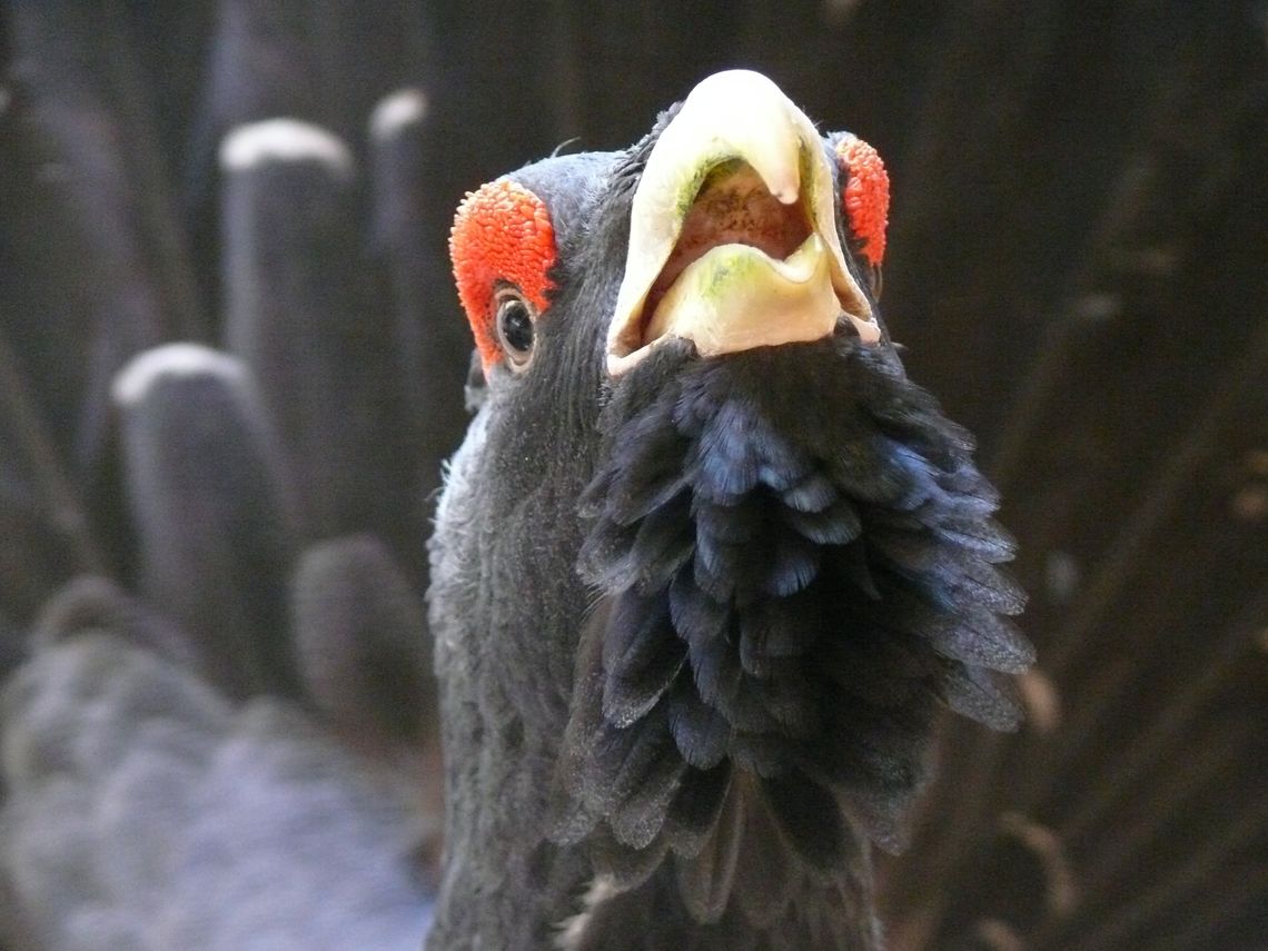 Kolejna oznaka nadchodzącej wiosny. „Śpiewają” o niej głuszce [POSŁUCHAJ]