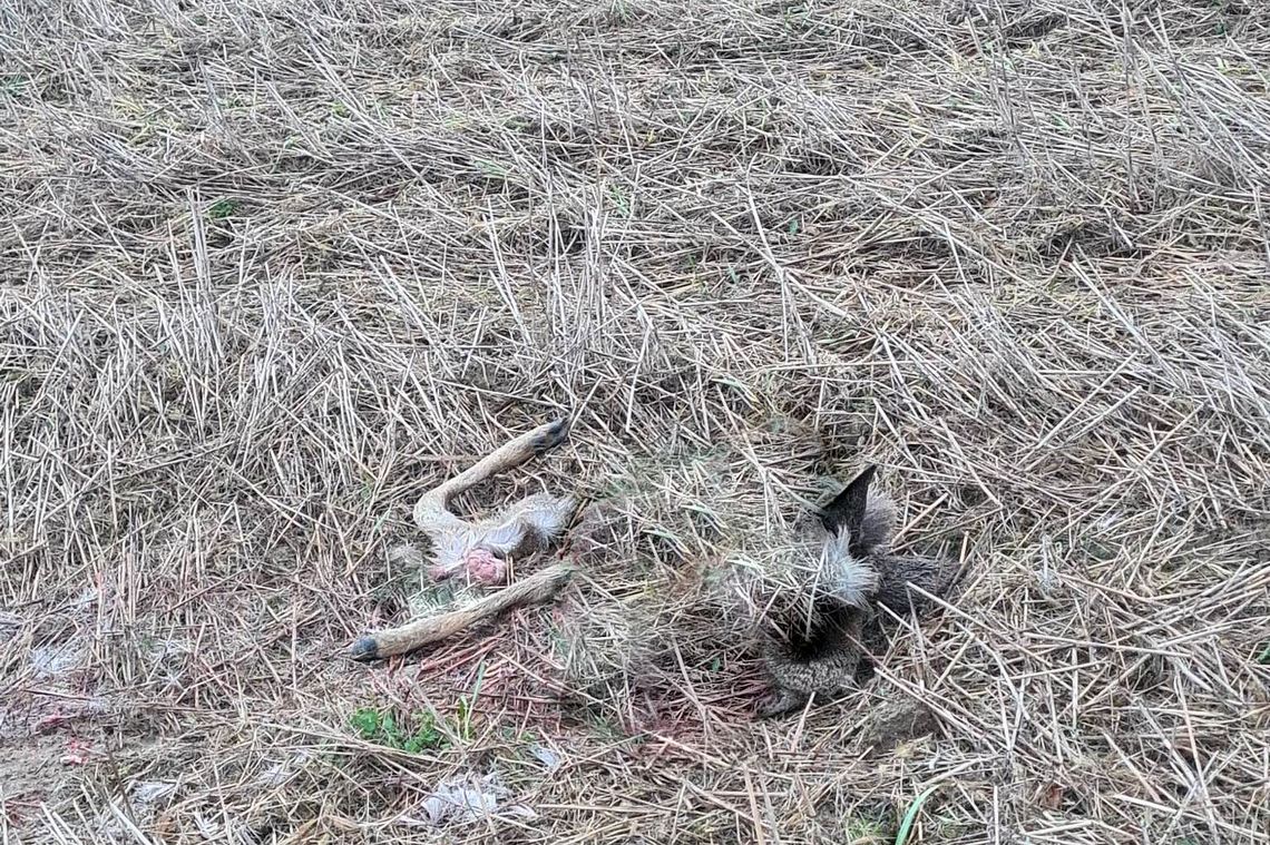 Kolejny atak wilków na dziką zwierzynę w pobliżu domostw w okolicy Moderówki i Chrząstówki