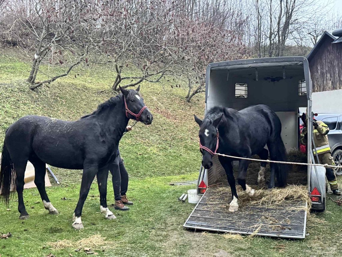 Koń przewrócił się w przyczepie. Z pomocą ruszyli strażacy Koń przewrócił się w przyczepie. Z pomocą ruszyli strażacy