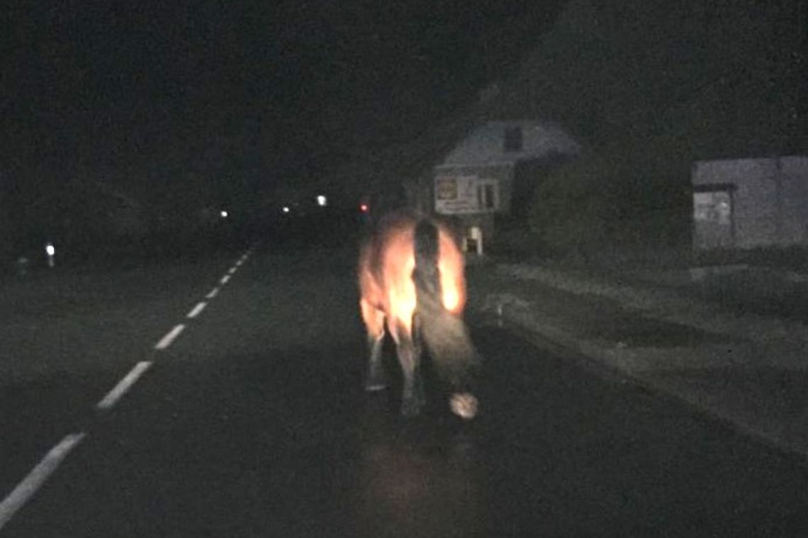 Koń samotnie spacerował drogą wojewódzką
