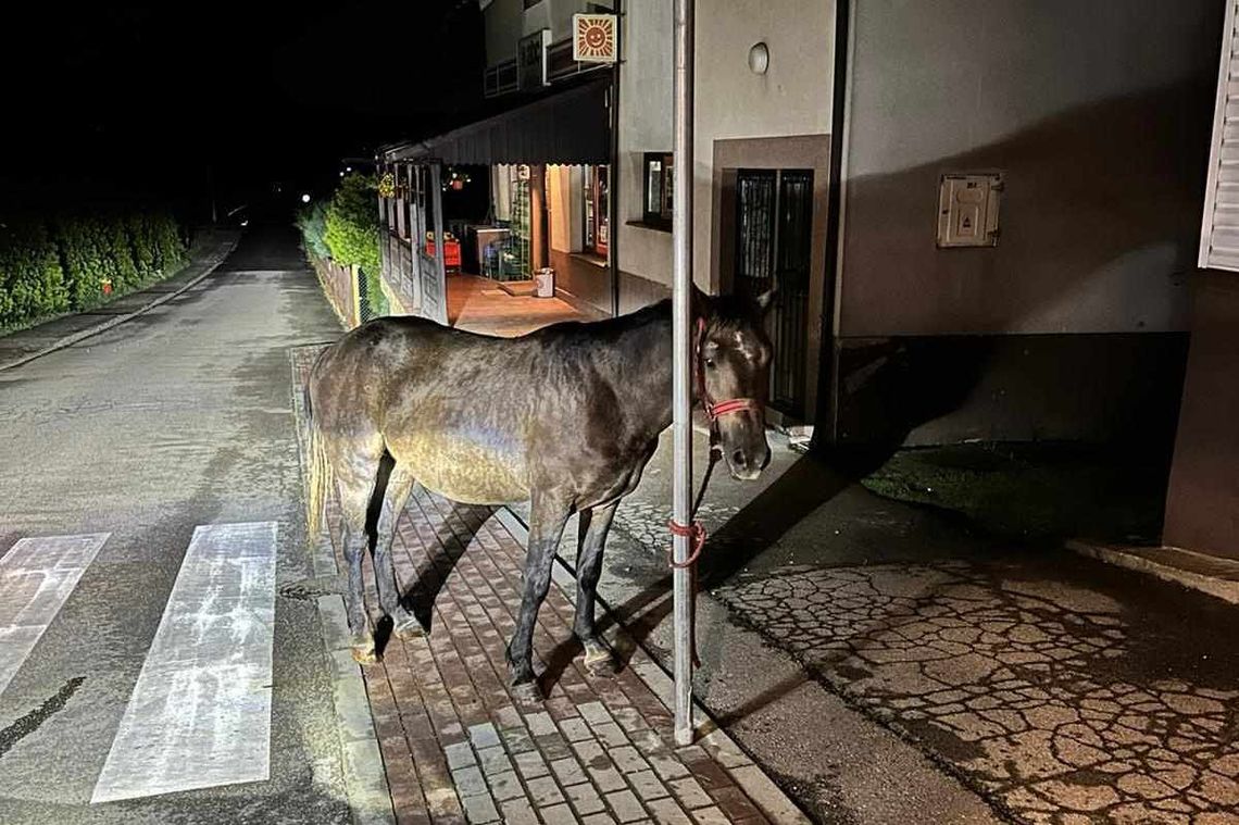Koń uciekł z zagrody i biegał po Krościenku Wyżnym
