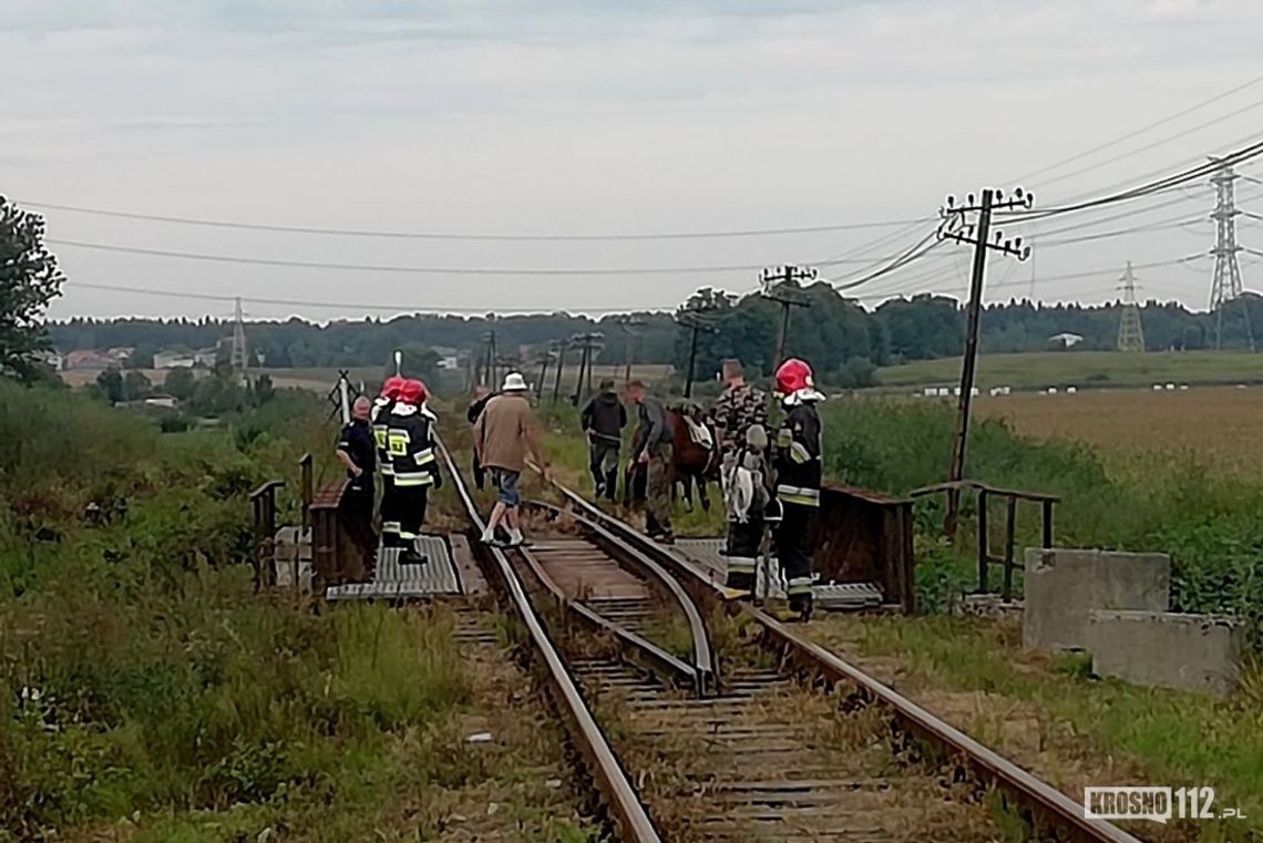 Koń utknął na wiadukcie kolejowym. Ruch pociągów wstrzymany