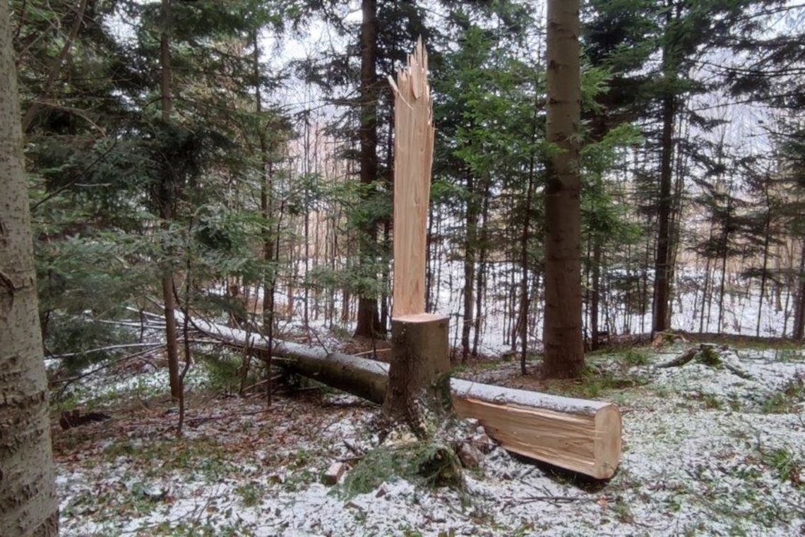 Kradzież drewna z lasu mogła skończyć się tragicznie dla złodziei