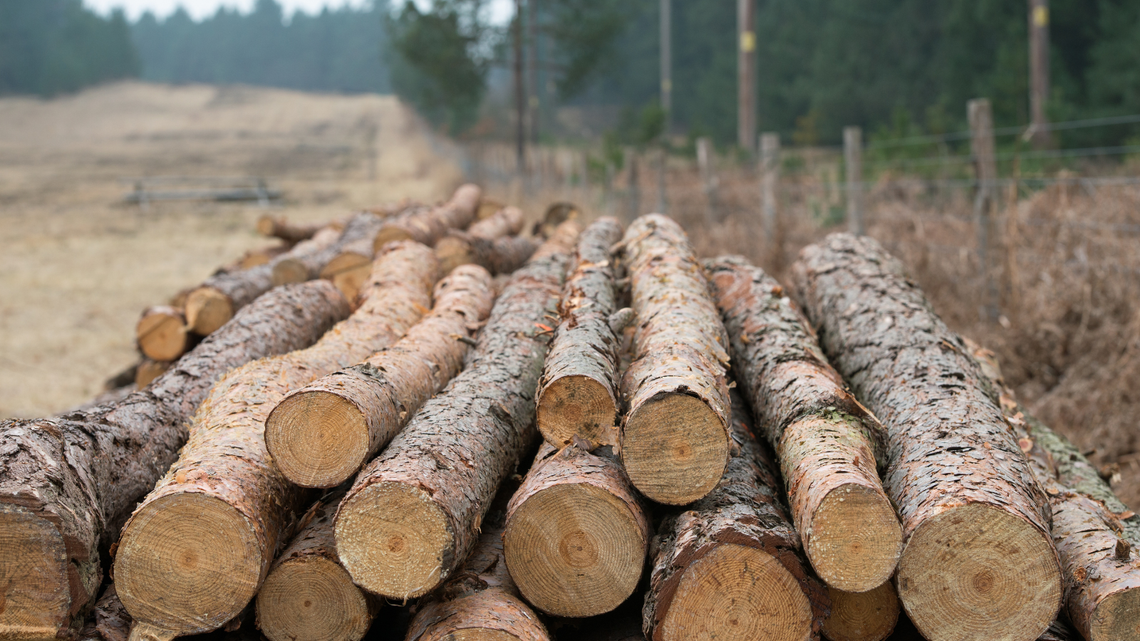 Krośnieńscy leśnicy poinformowali o planach pozyskania drewna w regionie