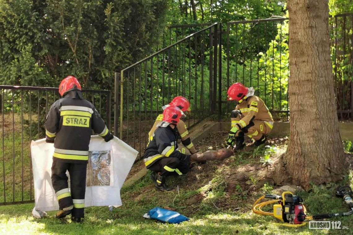 Krosno. Jelonek w ogrodzeniu obok szkoły muzycznej