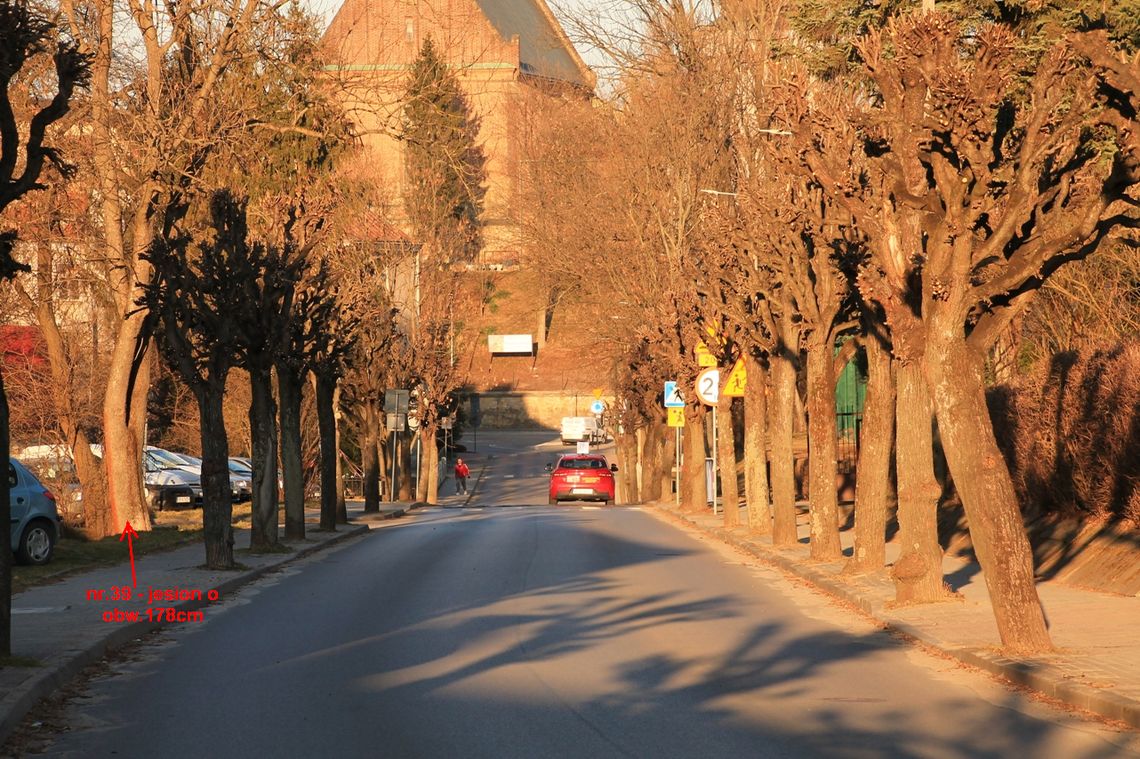 Krosno. Petycja mieszkańców przeciwko wycince drzew przy ul. Paderewskiego