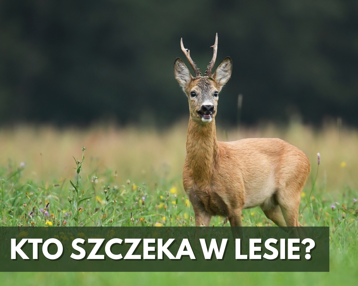 Kto szczeka w lesie? Leśna opera saren rozbrzmiewa latem