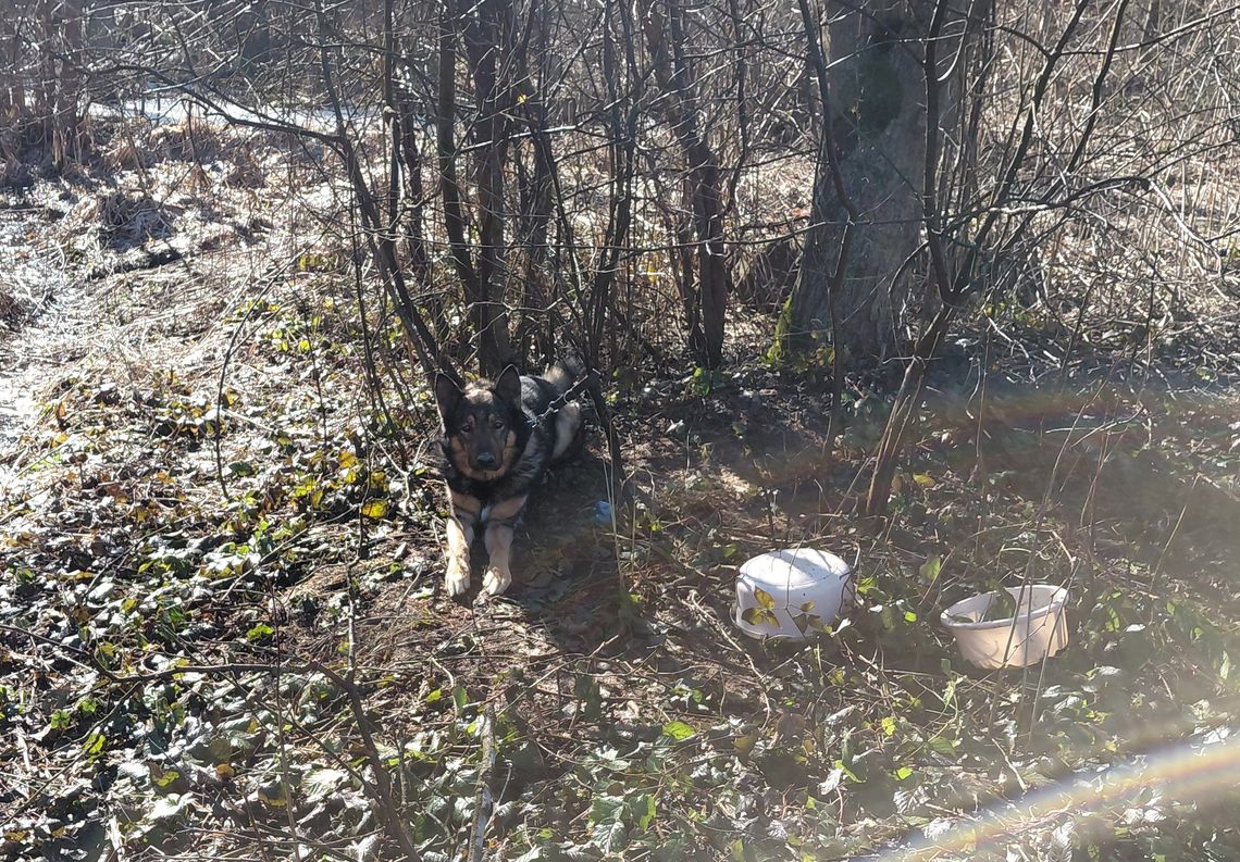 Ktoś do drzewa w lesie przywiązał psa. Na szczęście na zwierzę natrafili leśnicy Ktoś do drzewa w lesie przywiązał psa. Na szczęście na zwierzę natrafili leśnicy