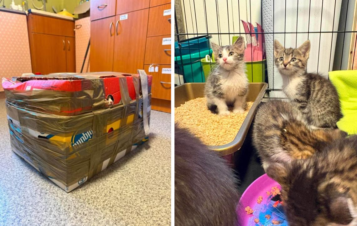 Ktoś zostawił osiem kociąt w kartonie pod kociarnią. OTOZ Animals szuka świadków Ktoś zostawił osiem kociąt w kartonie pod kociarnią. OTOZ Animals szuka świadków