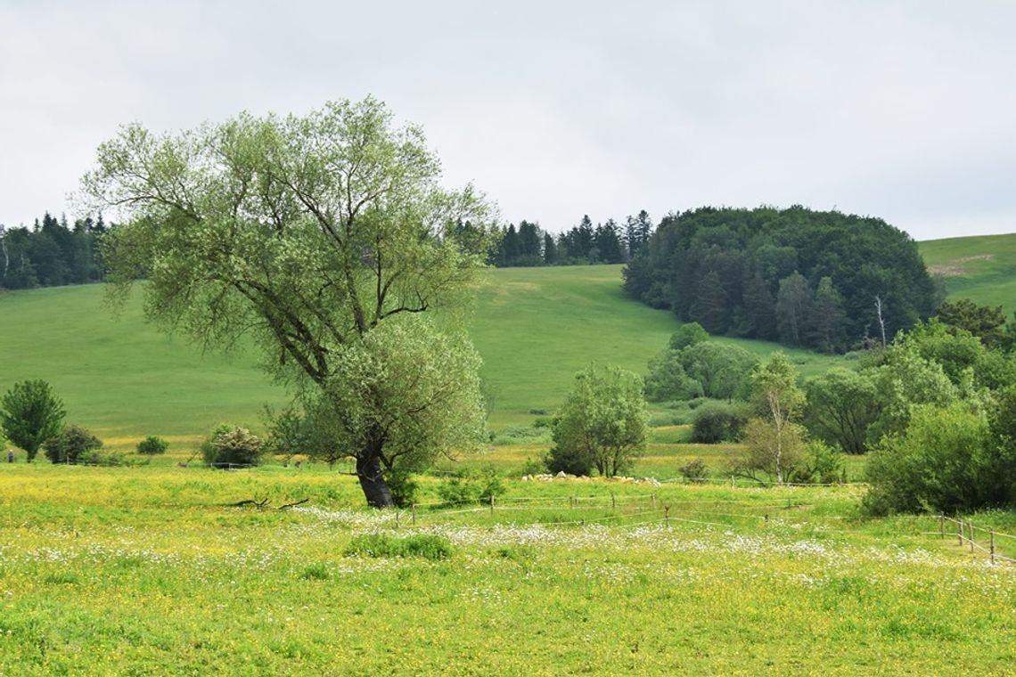 Lasy są otwarte, ale niektóre ścieżki przyrodnicze są niedostępne dla turystów