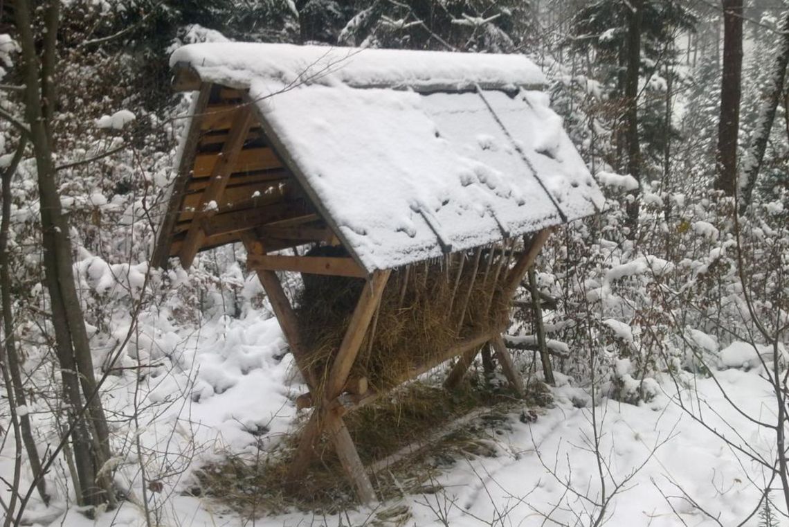 Leśnicy apelują, by zwierzęta dokarmiać tylko w razie potrzeby. Tłumaczą jak to robić dobrze