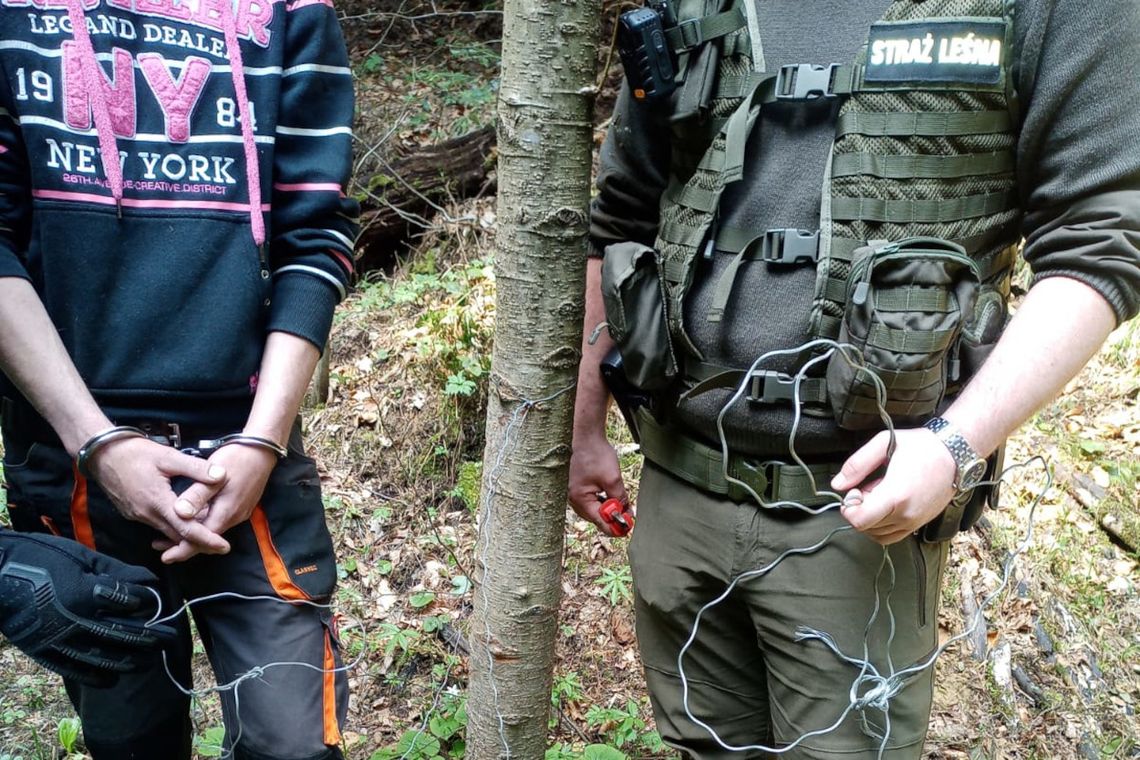 Leśnicy i policjanci złapali wnykarza. Udało się to dzięki fotopułapkom