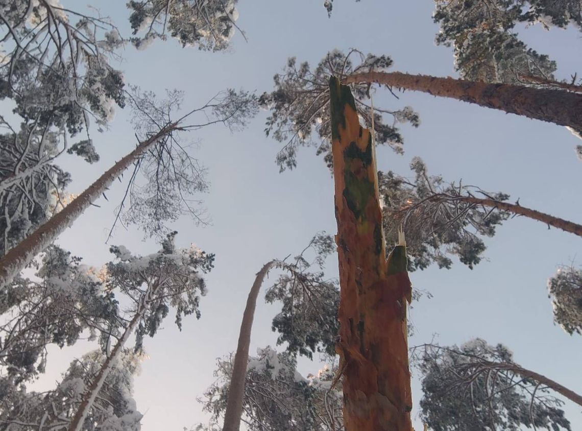 Leśnicy podsumowali szkody w podkarpackich lasach po opadach mokrego śniegu