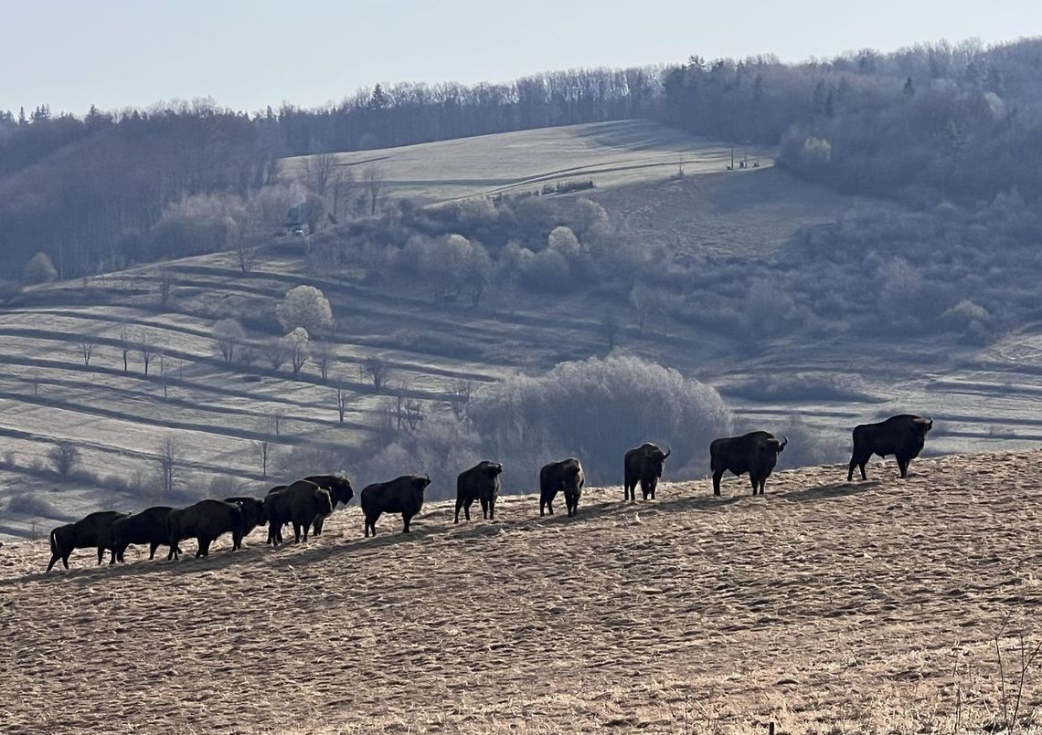 Leśnicy policzyli żubry w Bieszczadach. Ich populacja jest coraz liczniejsza Leśnicy policzyli żubry w Bieszczadach. Ich populacja jest coraz liczniejsza
