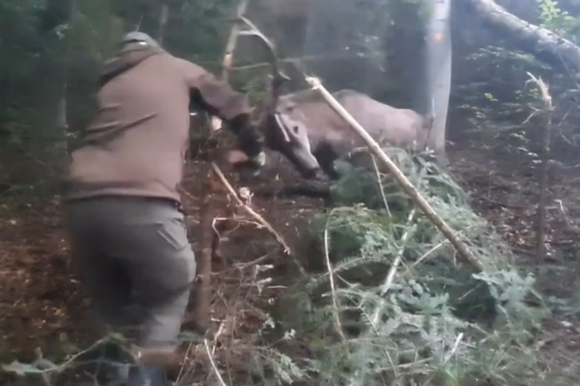 Leśnicy uwolnili młodego jelenia z wnyków