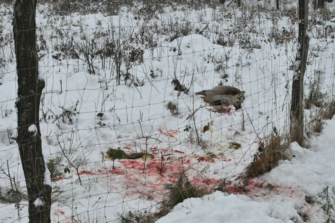 Leśnicy walczą z kłusownictwem. Przyznają, że nielegalne polowania to wciąż nierozwiązany problem