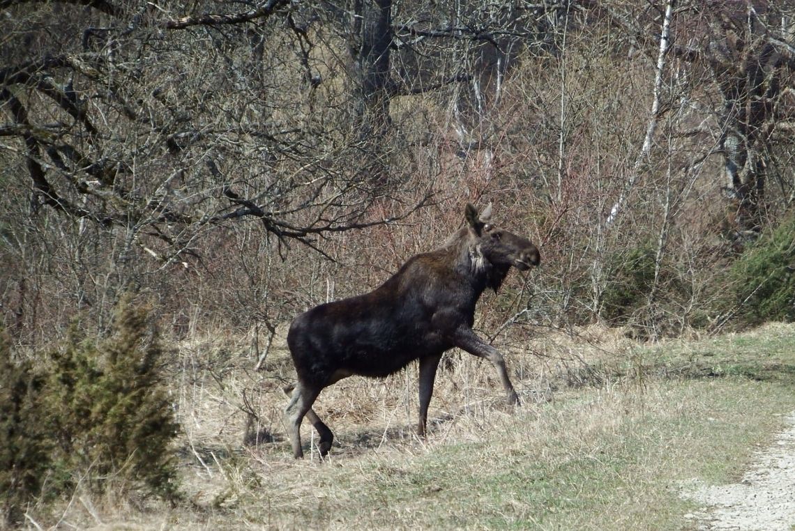 Leśnikowi udało się sfotografować... łosie! To nie Przystanek Alaska, a Jasiel