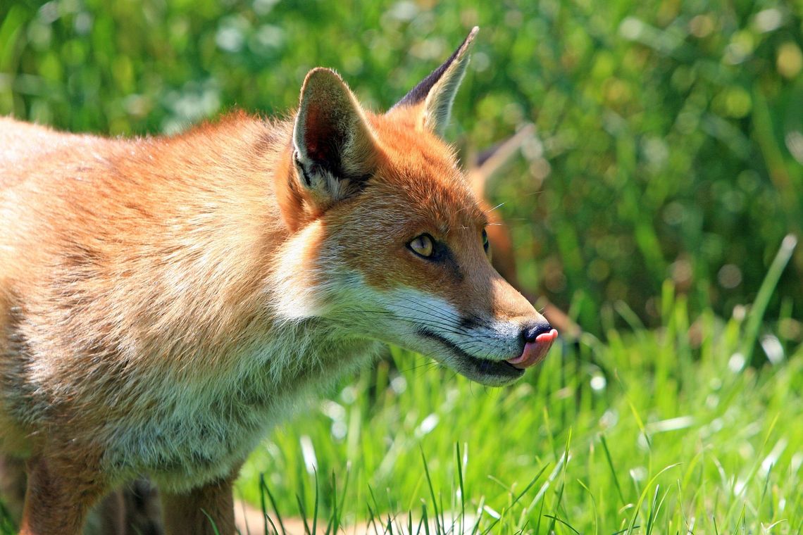 Lisy będą szczepione przeciwko wściekliźnie. Nie dotykaj przynęt