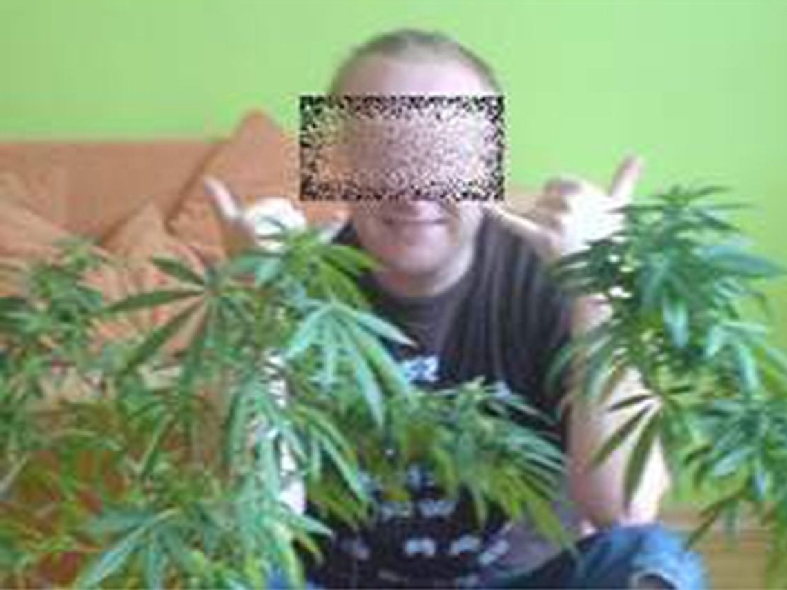 Marihuana w Krośnie