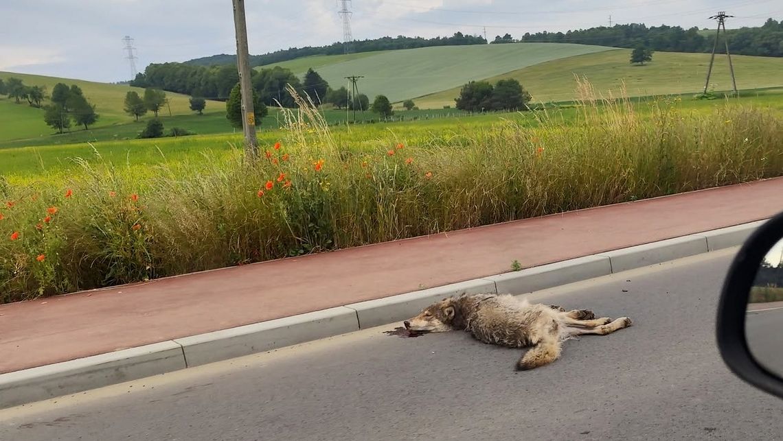 Martwy wilk na drodze Rogi–Iwonicz. Policja bada okoliczności zdarzenia