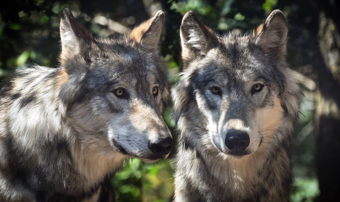 Mieszkańcy gminy Miejsce Piastowe mogą płoszyć wilki