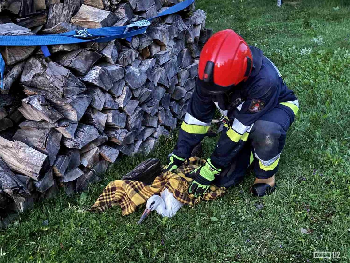 Moderówka. Bocian uwięziony w koronie drzewa