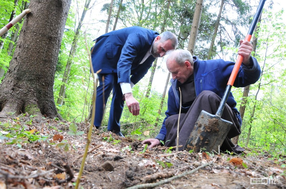 Nadleśnictwa z terenu RDLP w Krośnie włączyły się do ogólnopolskiej akcji "Łączą nas Drzewa"