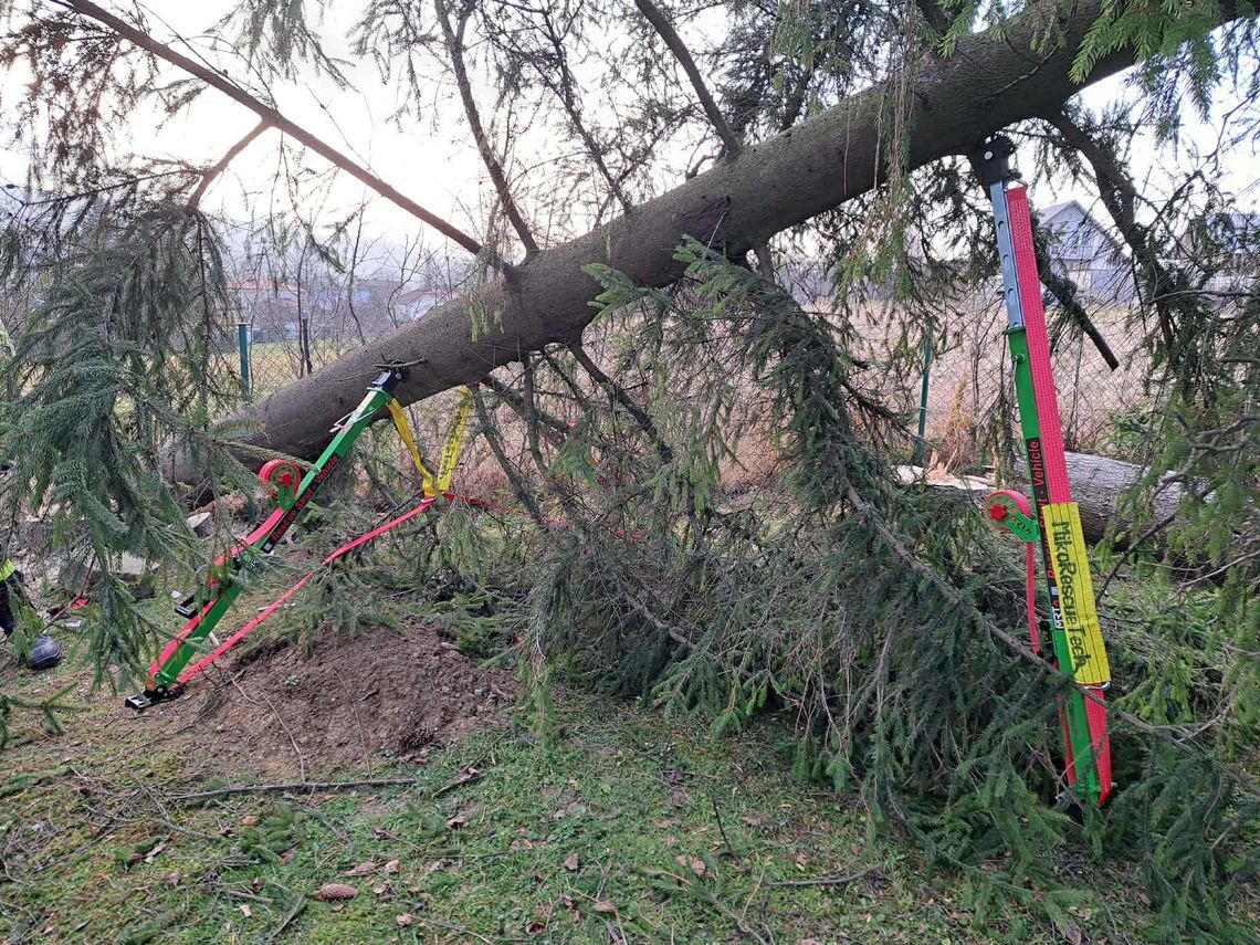 Nadole. Wypadek podczas ścinania drzewa