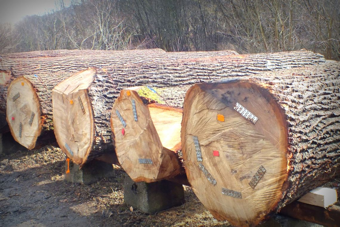 Najcenniejsze drewno z podkarpackich lasów sprzedane zostało na submisji