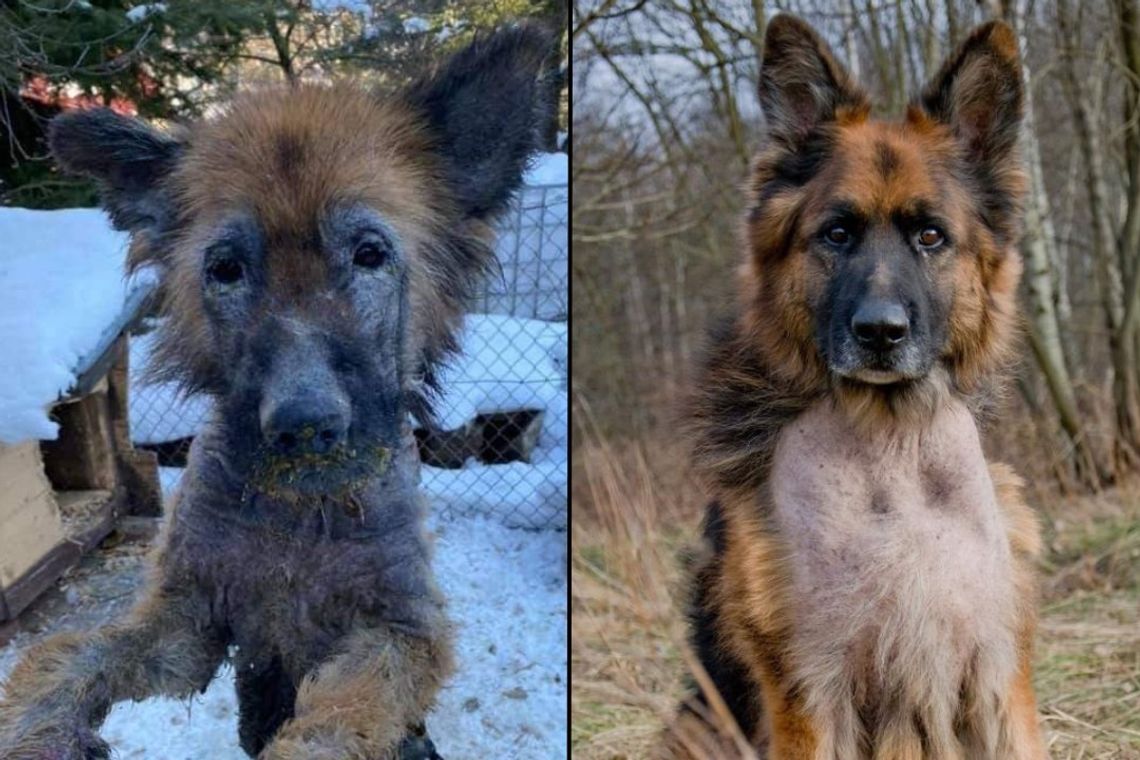 Nero przeszedł ogromną metamorfozę. Teraz szuka domu!