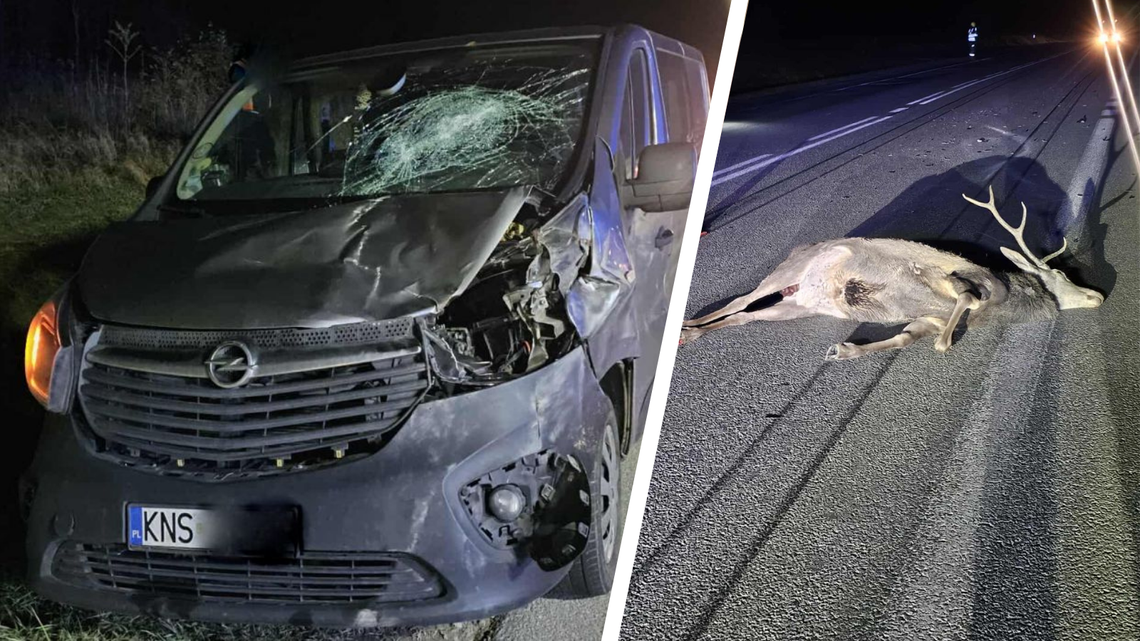 Niebezpieczna sytuacja na DK19 w Równem. Jeleń wybiegł wprost pod samochód