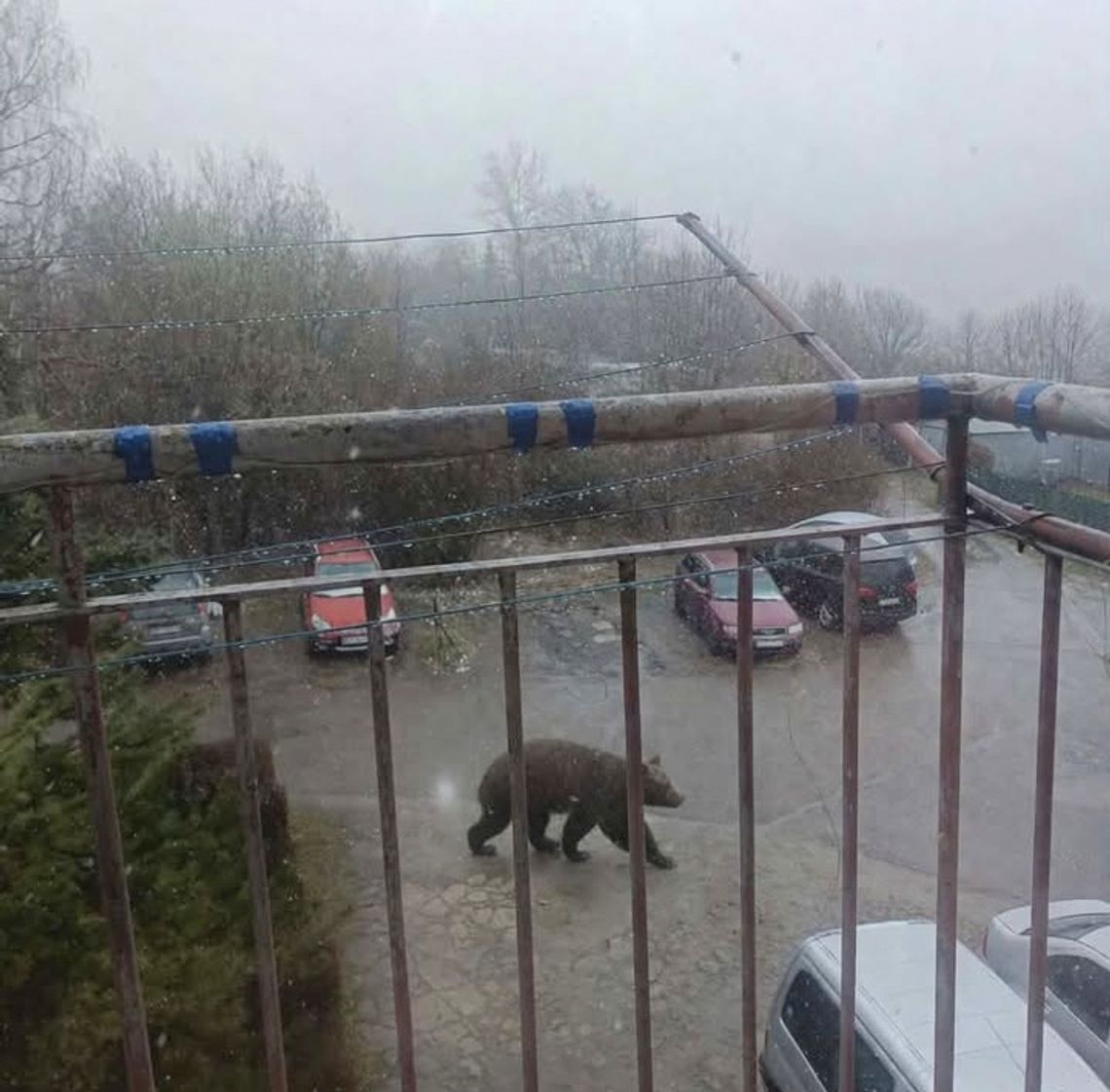 Niedźwiedź spacerował pomiędzy budynkami w Szklarach