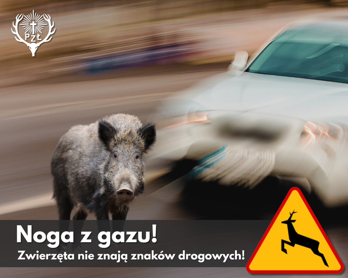 Noga z gazu na drogach leśnych i wiejskich. Apel o ostrożność z powodu dzikich zwierząt Noga z gazu na drogach leśnych i wiejskich. Apel o ostrożność z powodu dzikich zwierząt