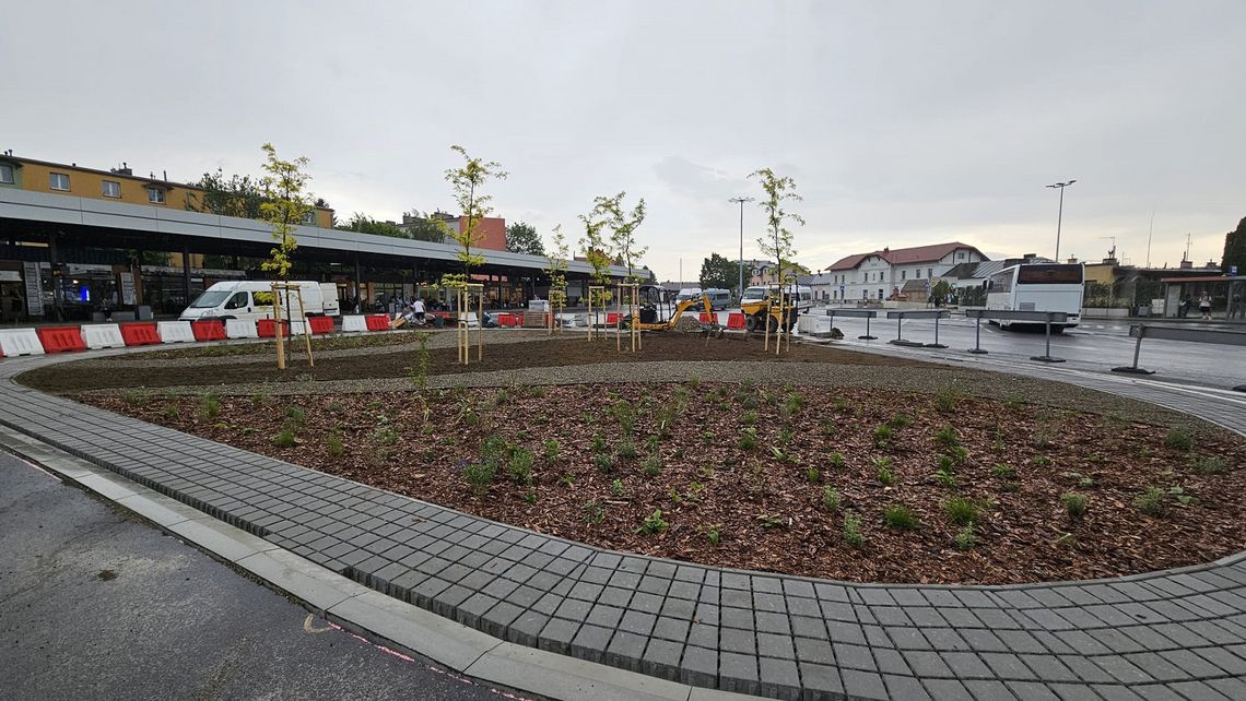 Nowa zieleń zmienia oblicze miasta. Nasadzono setki drzew i krzewów