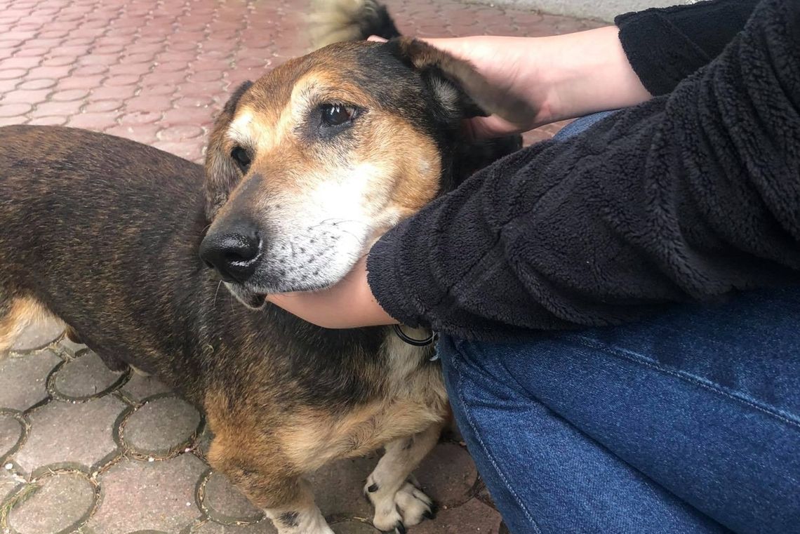 Ośmioletni Rudek szuka kochającego domu. Pies popadł w depresję i gaśnie w oczach