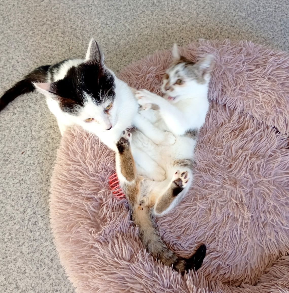 OTOZ Animals Krosno ogłasza pilny nabór na wolontariuszy OTOZ Animals Krosno ogłasza pilny nabór na wolontariuszy